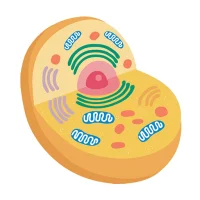 Cell Organelles